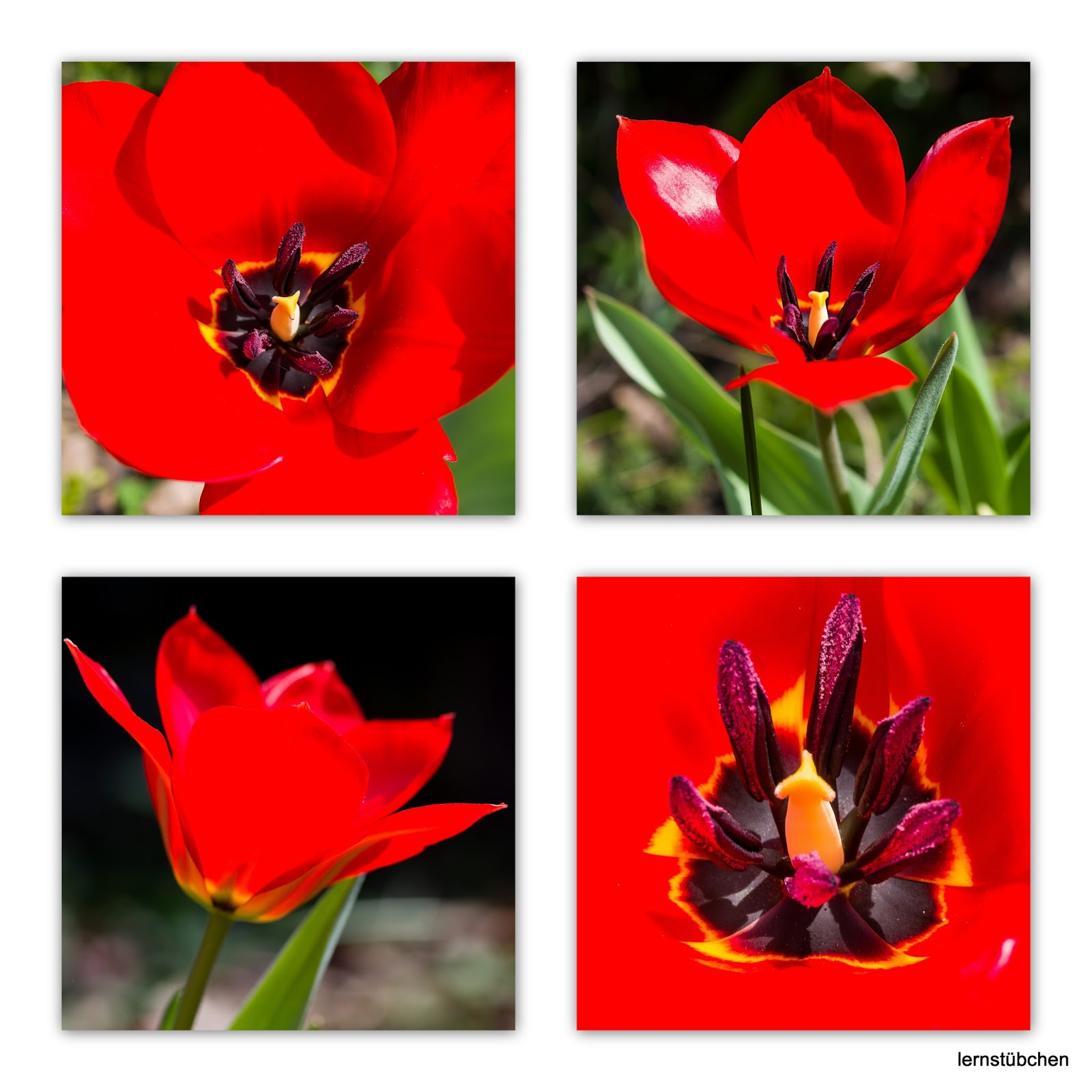 diese wunderbaren Tulpen